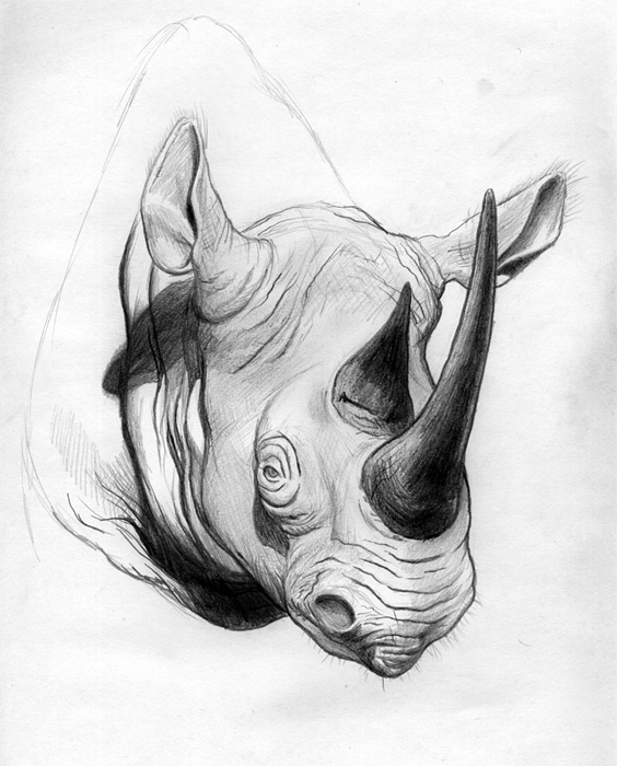 rhino_pencilsketch